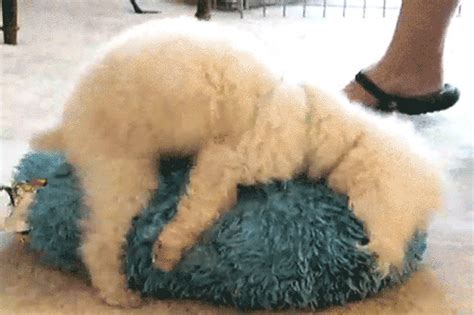 Funny Humping GIFs